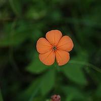 剪秋罗属