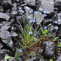蓝花韭