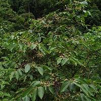 珍珠花