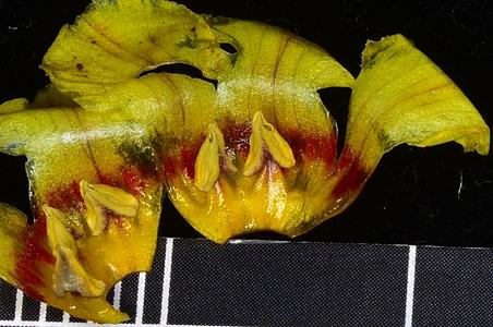 双花香草