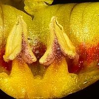 双花香草