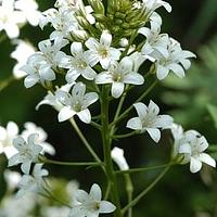 泽珍珠菜