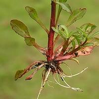 泽珍珠菜