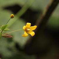 细梗香草