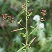 金江珍珠菜