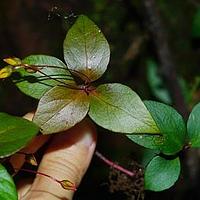 蔓延香草