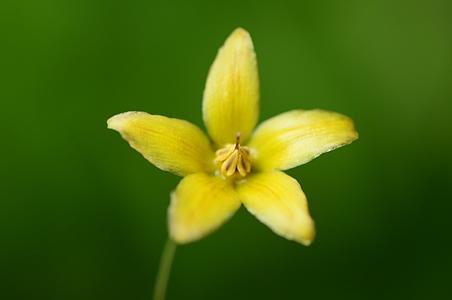 川香草