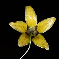川香草