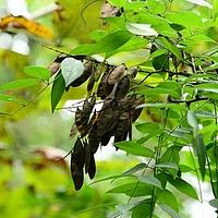 马鞍树属