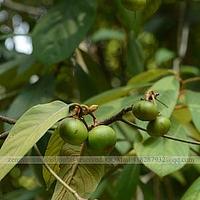 扁果润楠