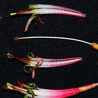 双花鞘花
