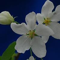 山荆子