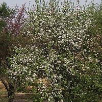 新疆野苹果