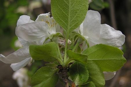 新疆野苹果