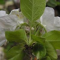 新疆野苹果