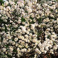 新疆野苹果