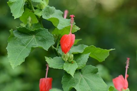 子房5室花柱分枝10悬铃花属,灌木或粗壮草本.叶心形,浅裂或不分裂.