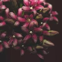 喙柱牛奶菜