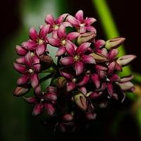 喙柱牛奶菜