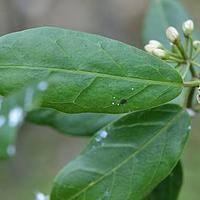 喙柱牛奶菜