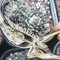 角胡麻科