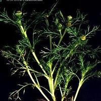同花母菊 - 图片/介绍/花期/花语/知识 - 千草植物