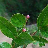 美丁花属