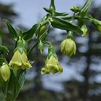大钟花属