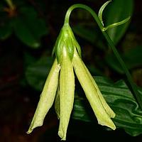 大钟花属