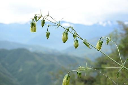 川东大钟花