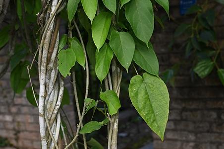 大柱藤属 - 图片/介绍/花期/花语/知识 - 千草植物