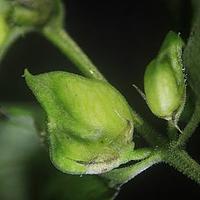 山罗花属