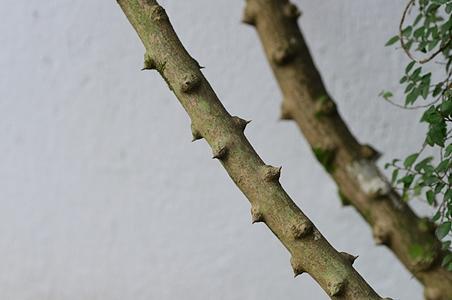清风藤科