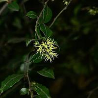 清风藤科