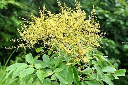 腺毛泡花树