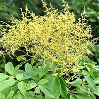 腺毛泡花树