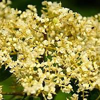 腺毛泡花树