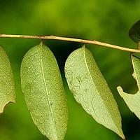 腺毛泡花树