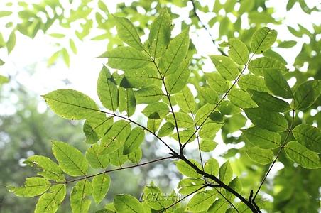 山青木 - 图片/介绍/花期/花语/知识 - 千草植物