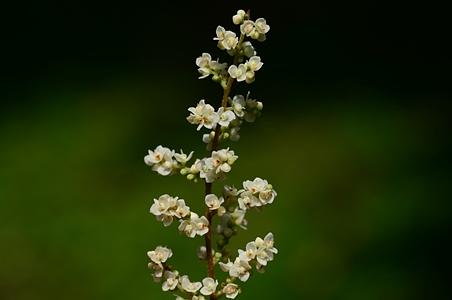 细花泡花树 - 图片/介绍/花期/花语/知识 - 千草植物