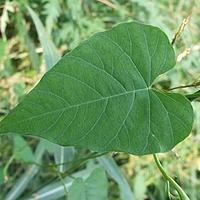 北鱼黄草