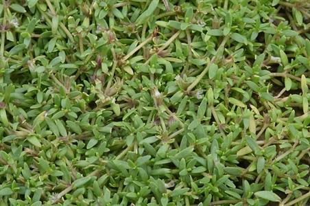小果草属
