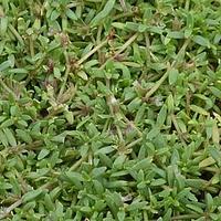 小果草属