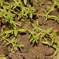 小果草属