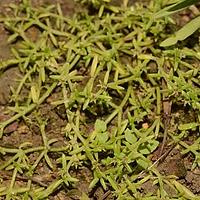小果草属