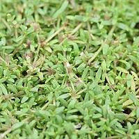 小果草属