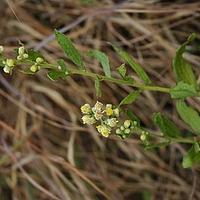 小舌菊