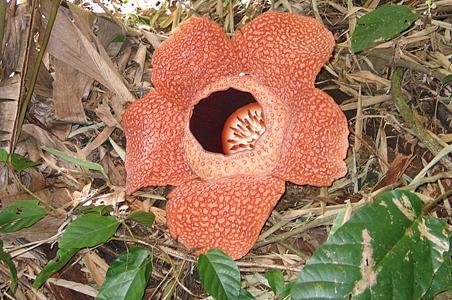 大花草科