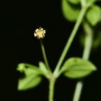 三脉种阜草