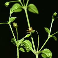 三脉种阜草